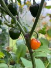 IMG_7998.jpeg