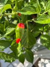 IMG_0420.jpeg