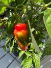 IMG_0421.jpeg
