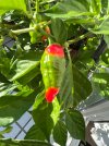 IMG_0422.jpeg