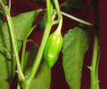Frucht1.png