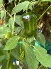 IMG_0435.jpeg