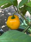 IMG_0432.jpeg