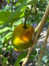 IMG_0431.jpeg