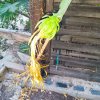 2025-08-09 Pitahaya 5 Tage später.jpg