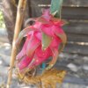 2025-08-30 Pitahaya reif.jpg