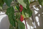 DSC00731.jpg