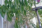 DSC00733.jpg
