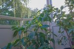 DSC00734.jpg