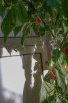 DSC00735.jpg