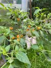 IMG_8374.jpeg