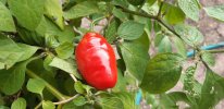 Rote Rocoto.jpg