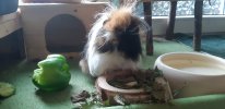 WhatsApp Bild 2025-09-28 um 15.51.45_327cf964.jpg
