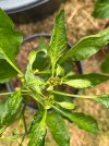 IMG_7138.jpeg