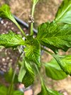 IMG_7140.jpeg