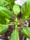 IMG_7142.jpeg
