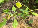 IMG_7146.jpeg