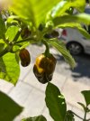 IMG_8855.jpeg IMG_8855.jpeg