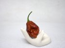 reaper-choc.jpg