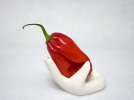 red-savina.jpg