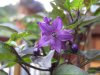 Nr. 4 Blüte 09_08_2009.JPG