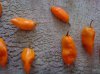 bhut1.jpg