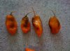 bhut4.jpg