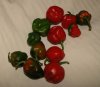DSC02052.jpg