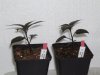 2010-04-05 12-58-18 0072.JPG