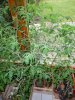 20100421-100534-g klein.jpg