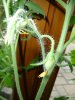 20100421-100720-g klein.jpg