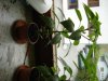 DSC02705.JPG