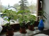 DSC02706.JPG