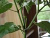 DSC02708.JPG