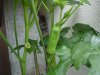 080810Okra1.jpg