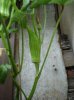 080810Okra2.jpg