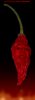 - Capsicum 05.jpg