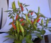 DSC00388.JPG