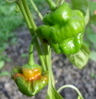 STP82033.JPG