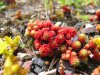9_Dach_Sedum rote Kugel (1).jpg