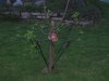 8b_Apfelbaum mit Ohrenkneifertopf_Pep und co 067.jpg
