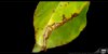 - Leaf Fungus 02 - Small.jpg