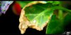 - Leaf Fungus 05 - Small.jpg