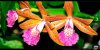 - Brassolaeliocattleya 'Rustic Spots' 02 - 700px.jpg