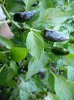 unbekannt Jalapeno black.jpg