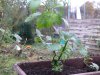 ÜW 10 orangene Cumari _ links im Blumenkasten (1).jpg