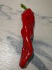 ÜW__Krimzon Lee Riesenpaprika (2).jpg