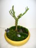 Bonsai (2).JPG