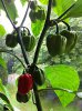 BhutJolokia_oder_andere_Capsicum chinense_skl.jpg