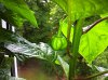 BhutJolokia_oder_andere_Capsicum chinense2_skl.jpg